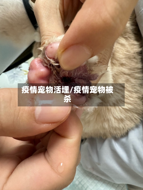 疫情宠物活埋/疫情宠物被杀